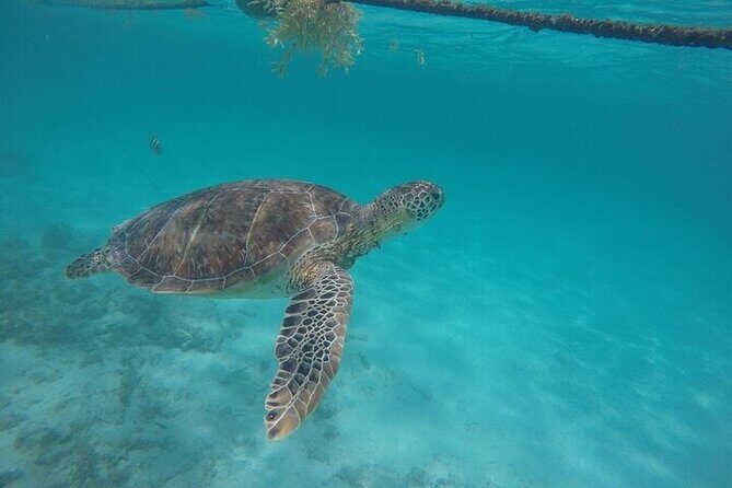 Half Day Tour: Turtles Encounter in Akumal Beach - Quick practical notes before you go