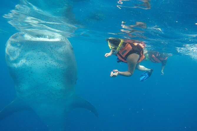 Half Day Whale Shark Tour From Playa del Carmen - How the Half-Day Whale Shark Tour Really Works From Playa del Carmen