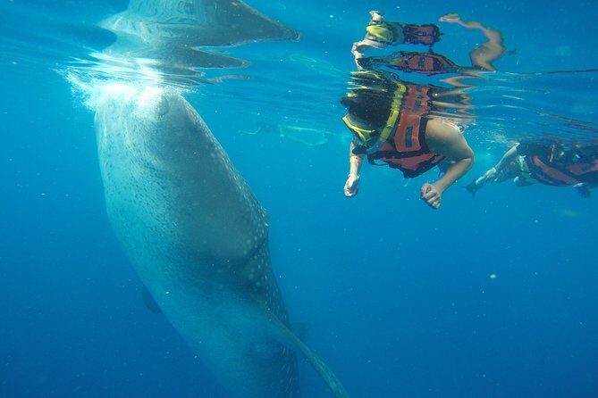 Half Day Whale Shark Tour From Playa del Carmen - Pickup, Timing, and the Early-Morning Pace (6:00am Start)