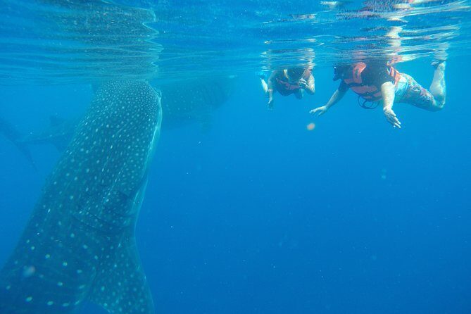 Half Day Whale Shark Tour From Playa del Carmen - Isla Contoy Search Time: Your Best Odds, and the Real Story