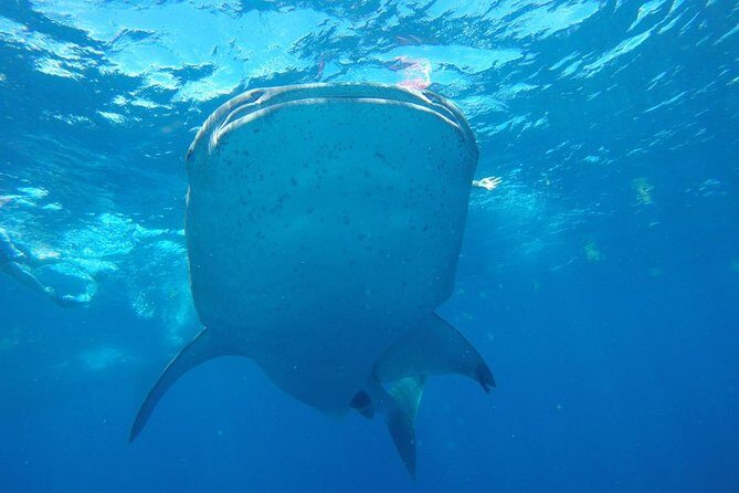 Half Day Whale Shark Tour From Playa del Carmen - Swimming vs. Watching: Choose What Feels Right