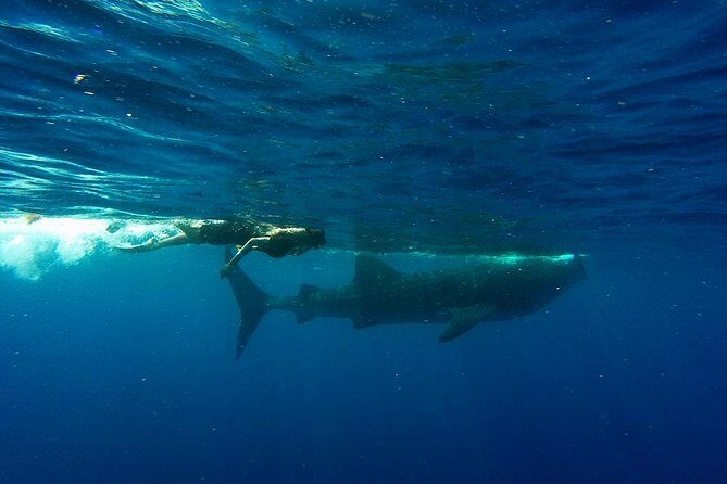 Half Day Whale Shark Tour From Playa del Carmen - Playa Norte on Isla Mujeres: Lunch With Sea Views