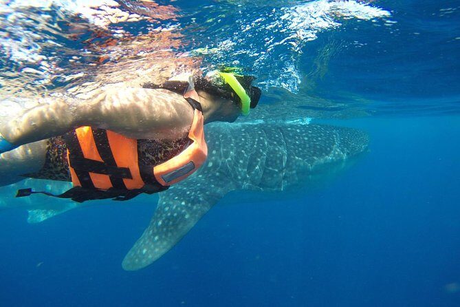 Half Day Whale Shark Tour From Playa del Carmen - Guides, Crew, and the Small-Group Feel (Up to 20)