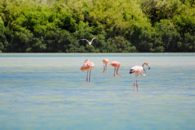 Holbox Island Tour in Mexico with Lunch - Guides, Languages, and Group Size: Expect a Real Group Day