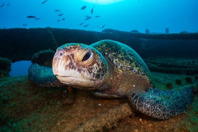 Introductory Diving Class in the Cozumel Reefs - Two reef sessions in different places: why the schedule feels worth the money
