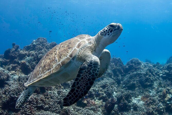 Introductory Diving Class in the Cozumel Reefs - The 1–2 meter practice zone: your first real breaths on your terms