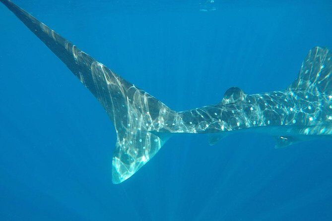 Isla Mujeres Deluxe (boat, Snorkeling, Free Time At Isla Mujeres Downtown-food) - Reef Snorkeling Stops: Short Water Windows, Big Planning Value