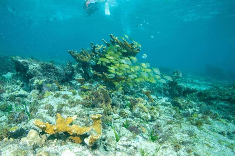 Isla Mujeres: Full Day Private Catamaran with Snorkeling - Pickup and getting to the marina without the headache