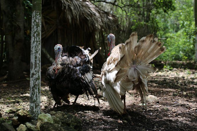 Mayan Backroads Private Bike Tour from Tulum - Cenote Esmeralda: the cooling swim after biking