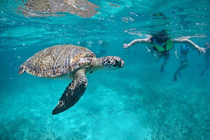 Mayan snorkeling (Akumal-Cenote-Caverna) - Key highlights you’ll actually care about