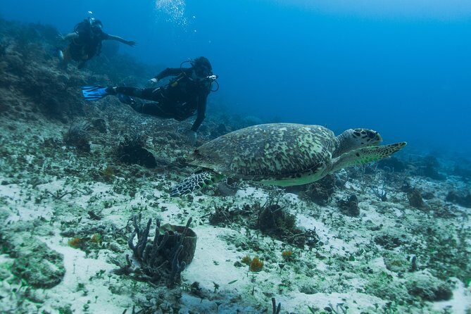 Open Water Course Cozumel - The gear training focus: what you’ll learn to handle
