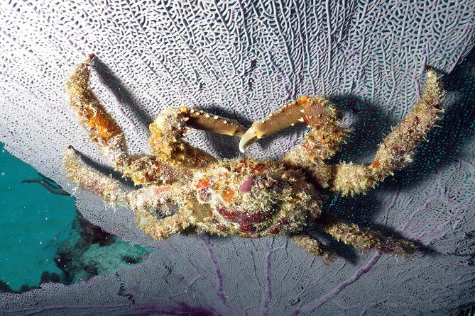 Open Water Diver 2-Day PADI Course in Playa del Carmen - Boat-Based Open-Water Sessions: Where Conditions Can Change Your Experience