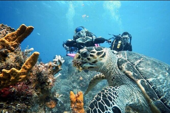 Open Water Diver Course - Value Check: Is $683.86 Worth It for 3 Days in Cozumel?