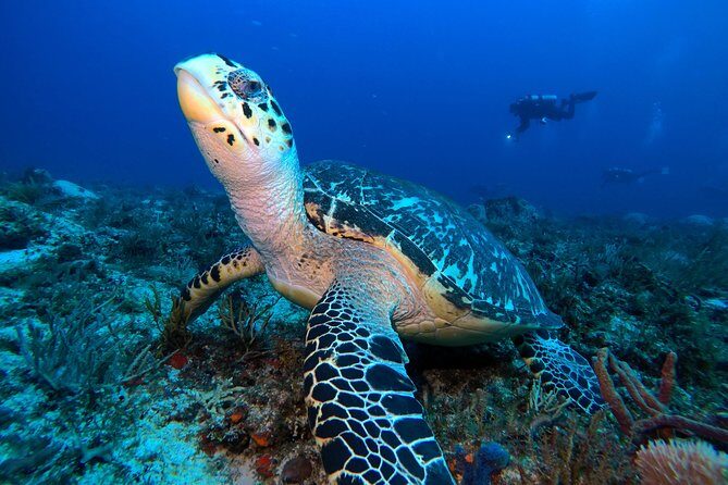 Open Water Diver course PADI including underwater video - Your 3 days at Diversland: theory, pool skills, then open water