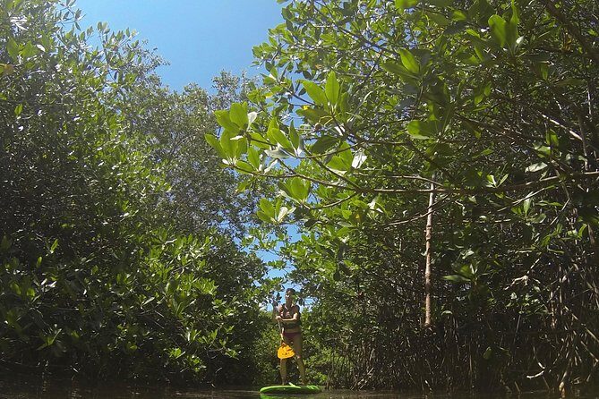 Paddleboard Cenote Tour - The 3–4 hour flow: how the timing usually feels