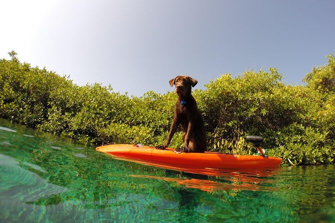 Paddleboard Cenote Tour - What’s included (and what that means for your day)