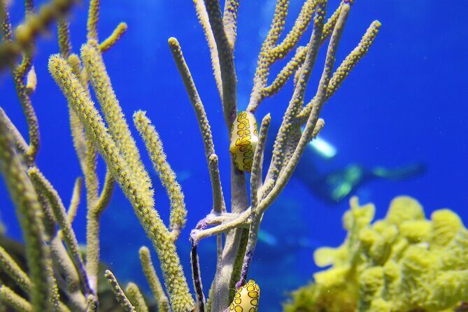 PADI Discover Scuba Diving Program in the Riviera Maya - Pro Dive Mexico: the morning starts with structure