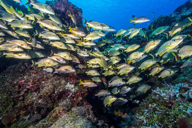 PADI Discover Scuba Diving Tour in Cozumel - What’s included (and what that means for your day)