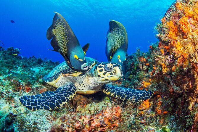 PADI Discover Scuba Diving Tour in Cozumel - From boat to reef: the Cozumel Marine Park payoff