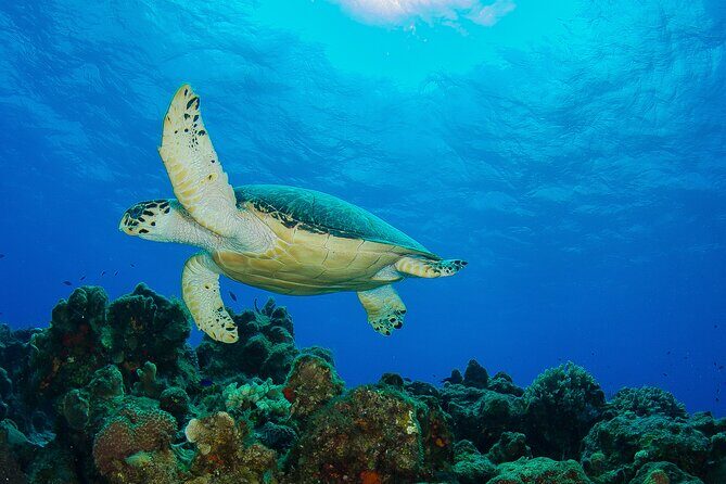 PADI Open Water Diver Course in the Riviera Maya - Price and value: what the USD 602 covers (and what it doesn’t)