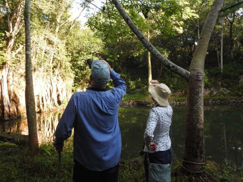 Playa del Carmen: Guided Birdwatching Hike - Key things to know before you go