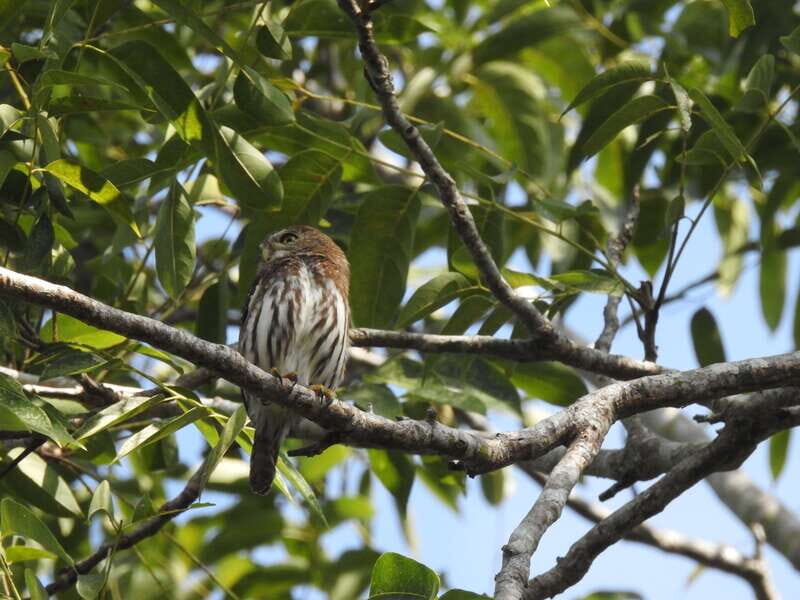 Playa del Carmen: Guided Birdwatching Hike - Playa del Carmen Jungle Birdwatching: Why This Hike Works