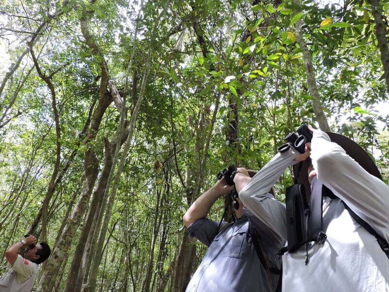 Playa del Carmen: Guided Birdwatching Hike - Who This Tour Fits Best (and Who Should Skip It)