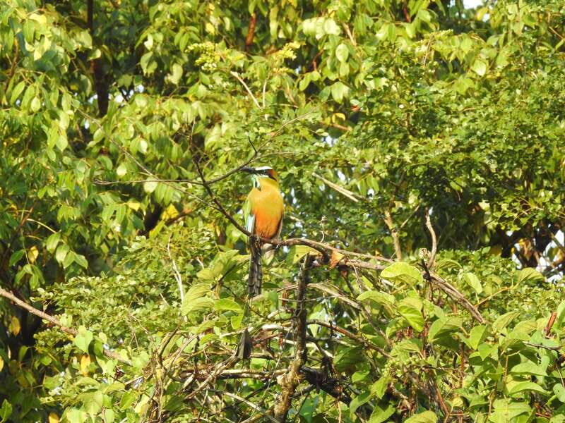 Playa del Carmen: Guided Birdwatching Hike - Getting to the Trail and the Morning Flow in Playa del Carmen