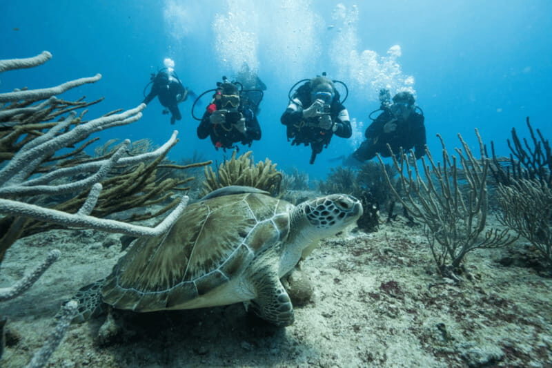 Playa del Carmen: Guided Reef Diving for Certified Divers - Key points to know before you go