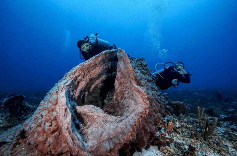 Playa del Carmen: Guided Reef Diving for Certified Divers - Playa del Carmen reef scenery: what makes this trip work