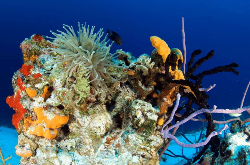 Playa del Carmen: Guided Reef Diving for Certified Divers - How the day runs: briefing, gear, boat time, and your two sessions