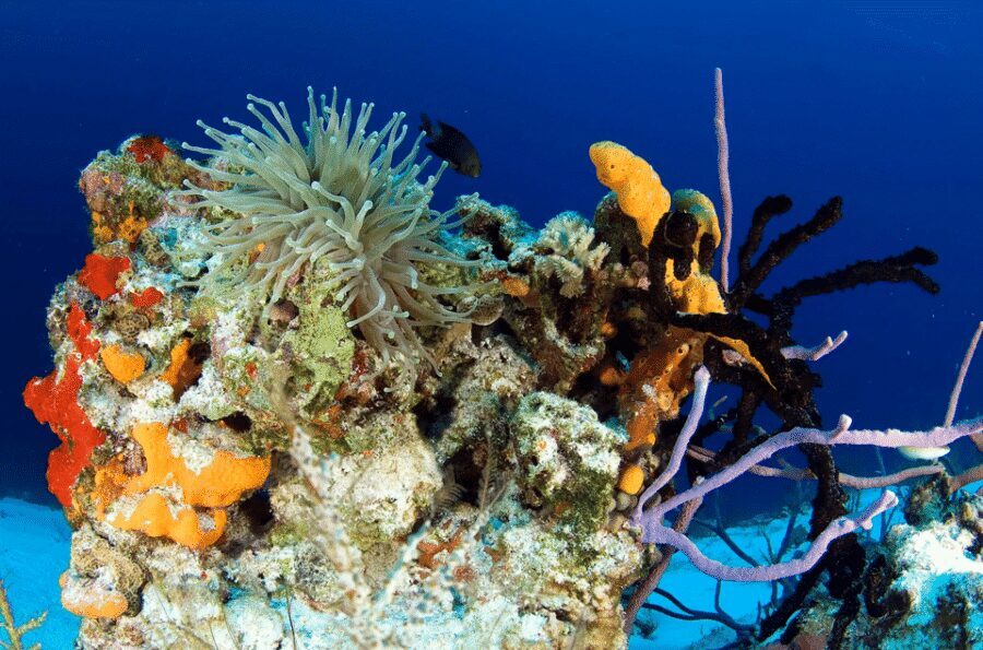 Playa del Carmen: Guided Reef Diving for Certified Divers - Price and value: is $142 for 8 hours actually fair?