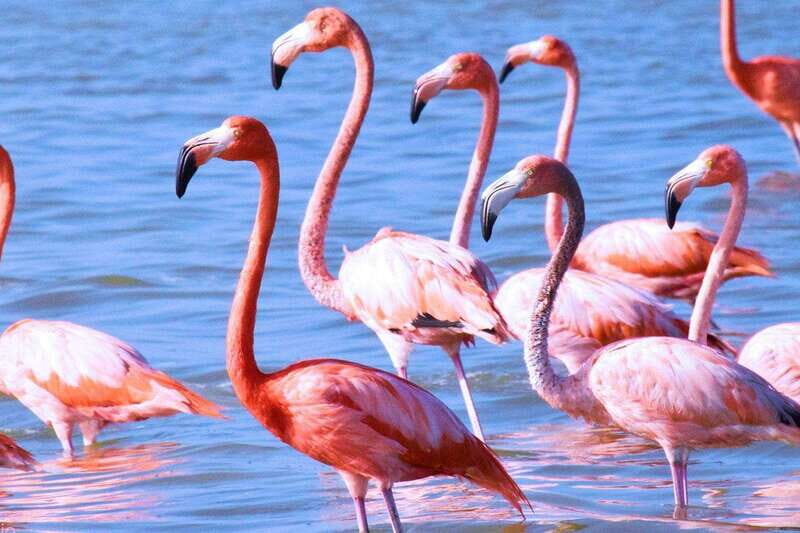 Playa del Carmen: Rio Lagartos and Las Coloradas Tour - Price and value: does $142 make sense for this itinerary?