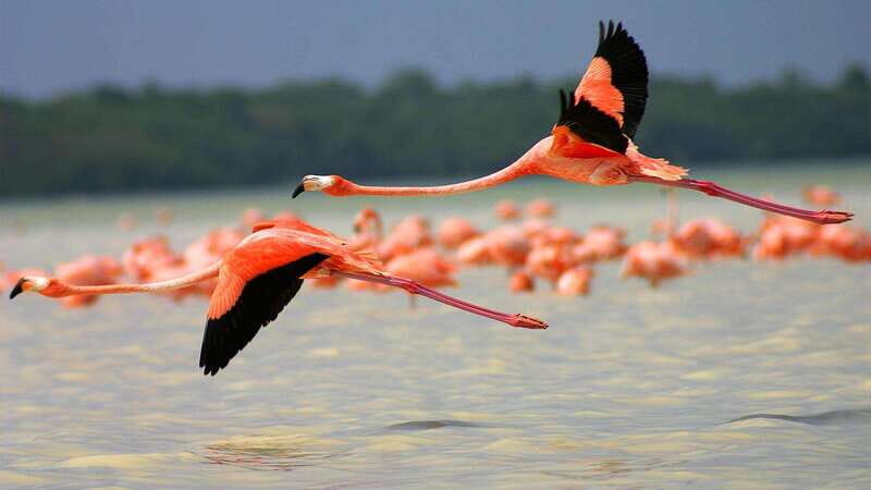Playa del Carmen: Rio Lagartos and Las Coloradas Tour - What kind of day this is (and why it’s worth the long hours)