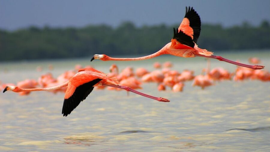 Playa del Carmen: Rio Lagartos and Las Coloradas Tour - The Mayan bath: mud mounds, then freshwater