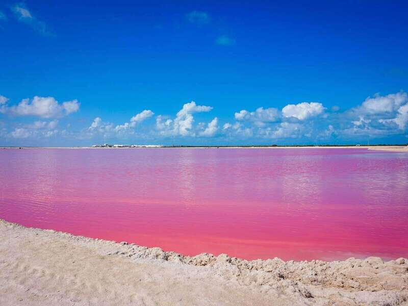 Playa del Carmen: Rio Lagartos and Las Coloradas Tour - Seafood lunch: what’s included and how to make it work for you