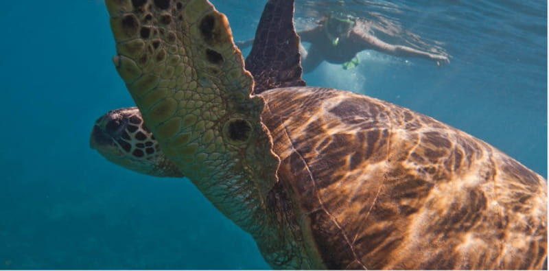 Playa del Carmen: Snorkel Tour at Local Reef - A shallow local reef near Playa del Carmen is the whole point
