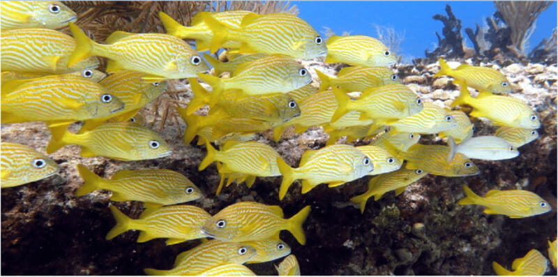 Playa del Carmen: Snorkel Tour at Local Reef - The short boat cruise: quick transfer, more time at the reef