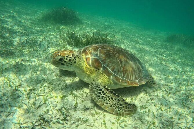 Playa del Carmen Tour Akumal Swimming With Turtles And Lagoon Yal Ku - Akumal Beach snorkeling: turtles, a guide, and a real sanctuary