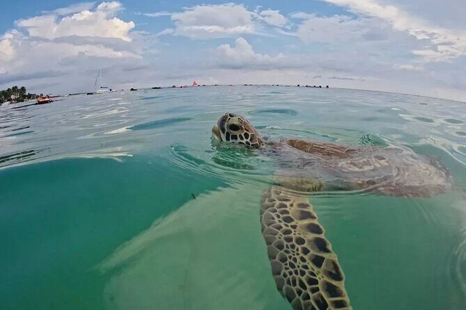 Playa del Carmen Tour Akumal Swimming With Turtles And Lagoon Yal Ku - Yal-Kú Lagoon: cenotes, clear water, and a fresh-salt combo