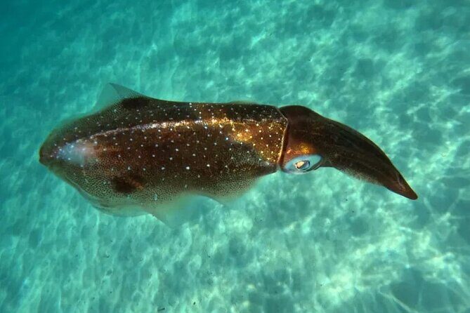 Playa del Carmen Tour Akumal Swimming With Turtles And Lagoon Yal Ku - Price and value: what $195.93 includes and why it can be fair