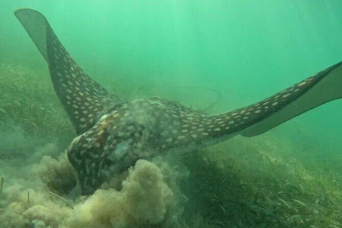 Playa del Carmen Tour Akumal Swimming With Turtles And Lagoon Yal Ku - The Henry Tours Mx factor: why the guide experience matters