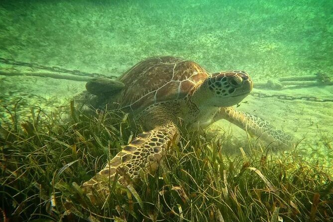 Playa del Carmen Tour Akumal Swimming With Turtles And Lagoon Yal Ku - Should you book? My practical take