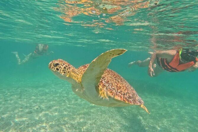 Playa del Carmen Tour Akumal Swimming With Turtles And Lagoon Yal Ku - Morning pickup in Playa del Carmen: simple, early, and direct