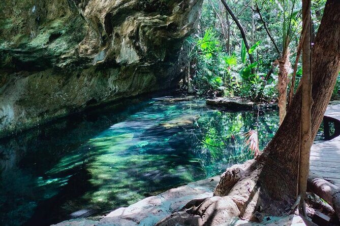 Private 4Cenote Experience, swim in the heart of the Mayan Jungle - Jungle Trails First: Why the Walk Matters