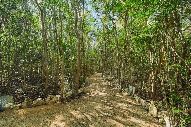 Private 4Cenote Experience, swim in the heart of the Mayan Jungle - Who This Private 4-Cenote Tour Fits Best