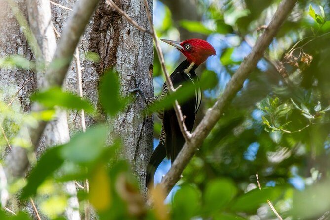 Private Birdwatching Tour in Sian Ka'an Muyil - Pickup and Transfers in Tulum: Avoid the Common Timing Headaches