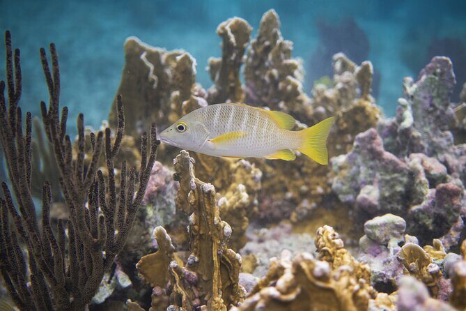 Private Customizable Shore Snorkel and Beach Lunch in Cozumel - Playa Corona Check-In and the Rhythm of the 3h 45m Tour