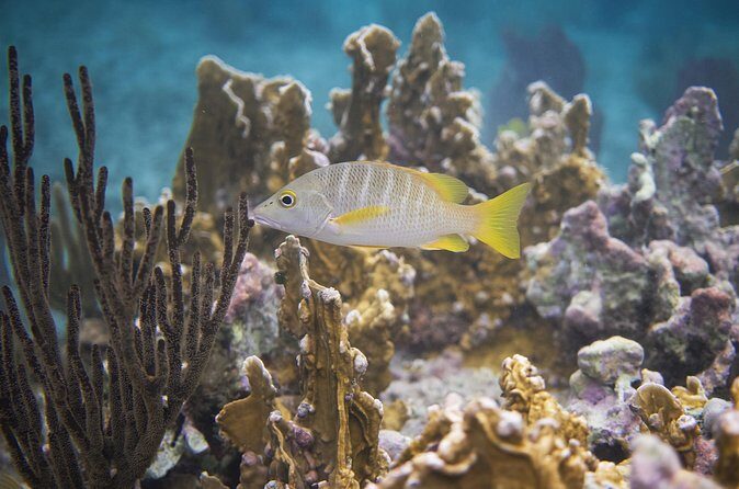 Private Customizable Shore Snorkel and Beach Lunch in Cozumel - Value: What the Tour Includes, What Isn’t Covered, and Why That Matters