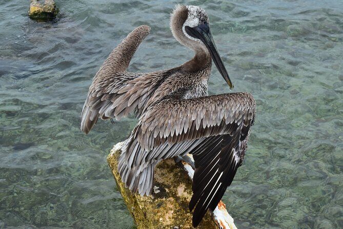 Private Customizable Shore Snorkel and Beach Lunch in Cozumel - Eco-Briefing First: How You Keep the Reef Looking Good